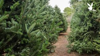 Der perfekte Weihnachtsbaum - Wie Sie ihn finden und selbst schlagen