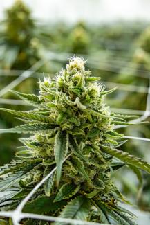 Eine Cannabis-Blüte in professioneller Aufzucht