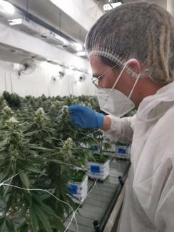 Cannabis-Sommelier Dominik Benedens bei der Kontrolle von Hanf-Pflanzen