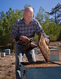 Alter Imker in kariertem Hemd mit seinen Bienen bei schönem Wetter